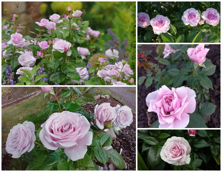 Pacific Blue róża wielkokwiatowa